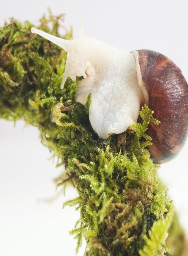 Begeterday 12 Inch Pet Snail Climbing Toys, Ideal Snail Terrarium Accessories, Perfect for Pet Snails That Like to Climb - Image 3
